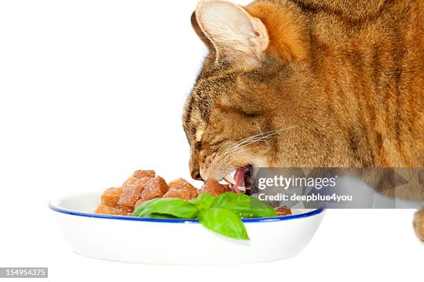 cat meal - wet cat stock pictures, royalty-free photos & images