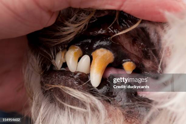 canine dental series - before cleaning - plaque stock pictures, royalty-free photos & images