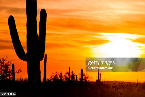 arizona desert cactus sagauro sunset - sonoran desert stockfoto's en -beelden