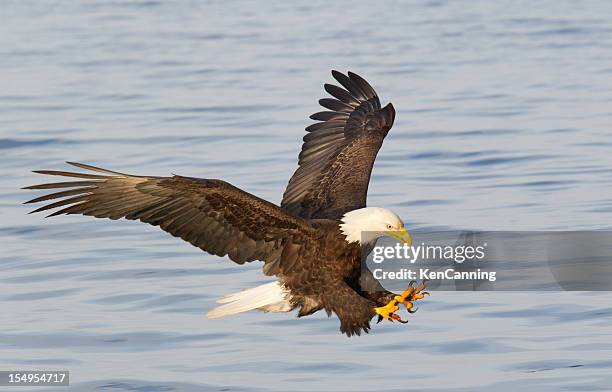 weißkopfseeadler fliegt - bald eagle stock-fotos und bilder