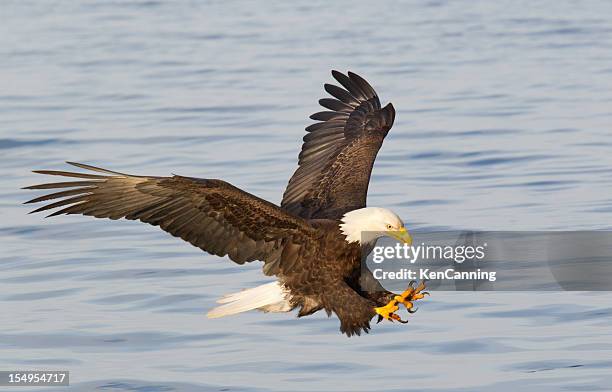bald eagle diving with wings outstretched - klauw-lichaamsdeel-van-dieren stockfoto's en -beelden