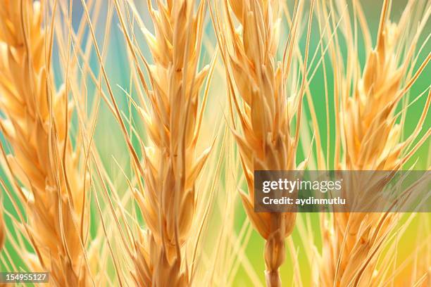 wheat field - fresh deals stockfoto's en -beelden