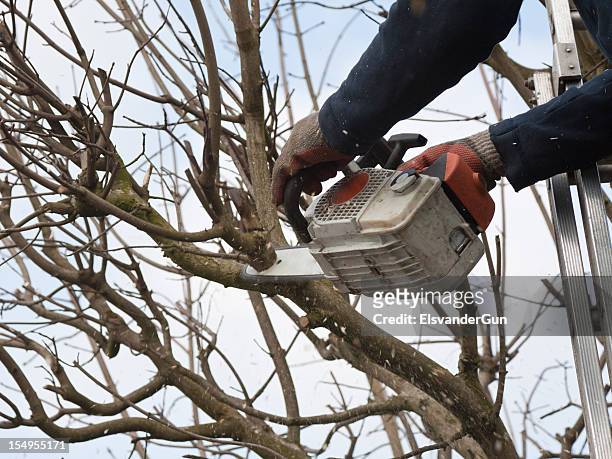 professional pruning a tree - prunes stock pictures, royalty-free photos & images