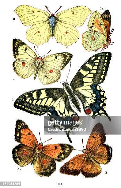 schmetterlinge - swallowtail butterfly stock-grafiken, -clipart, -cartoons und -symbole