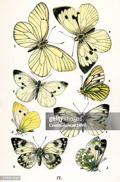 butterflies - aporia crataegi stock illustrations