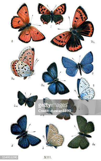 butterflies - butterfly stock illustrations