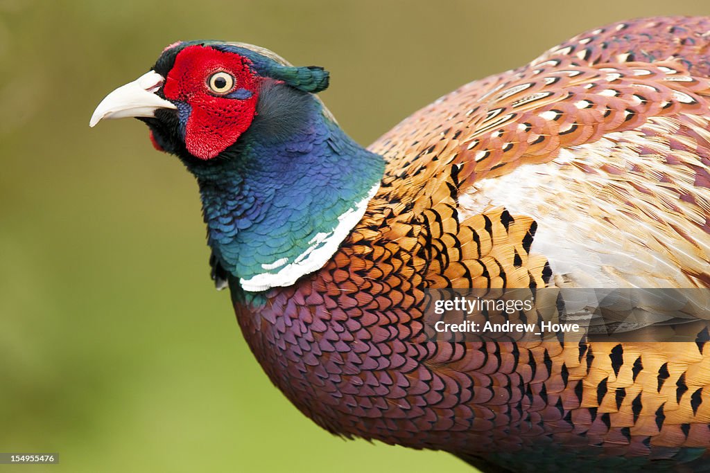 Fagiano (Phasianus colchicus)