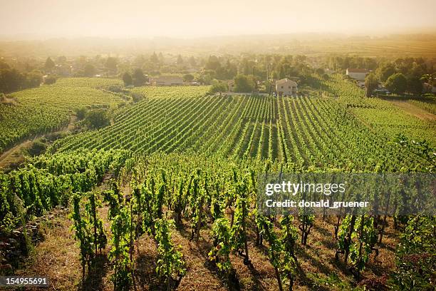 hazy vineyard morning - rhone stockfoto's en -beelden