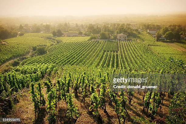 hazy vineyard morning - rhone valley stock pictures, royalty-free photos & images