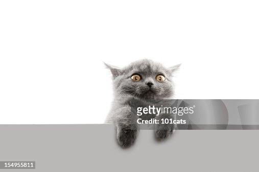 4,022 Scared Cat Photos and Premium High Res Pictures - Getty Images