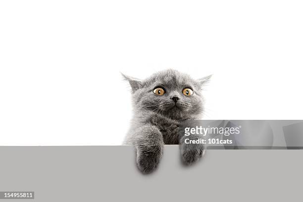afraid - funny animals stock pictures, royalty-free photos & images