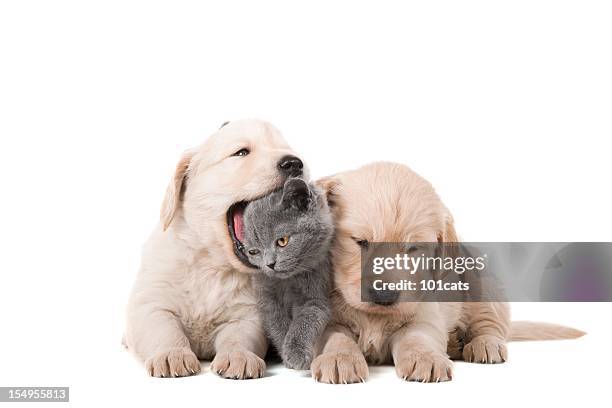 little bite - cute puppies and kittens stock pictures, royalty-free photos & images