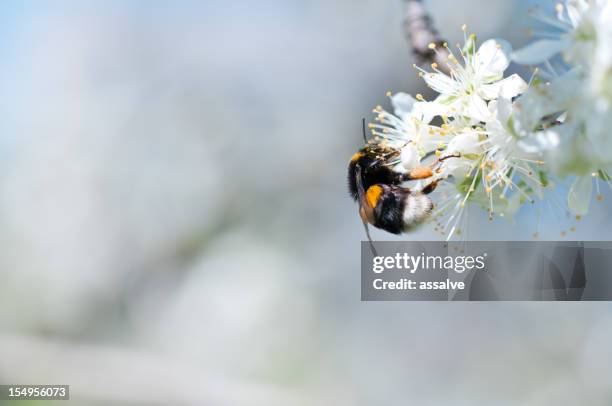 honig biene sammeln von pollen - apfelblüte stock-fotos und bilder