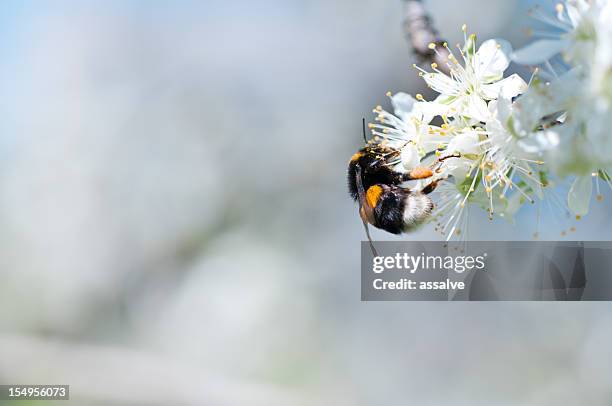 honey bee collecting pollen - apple blossom stock pictures, royalty-free photos & images