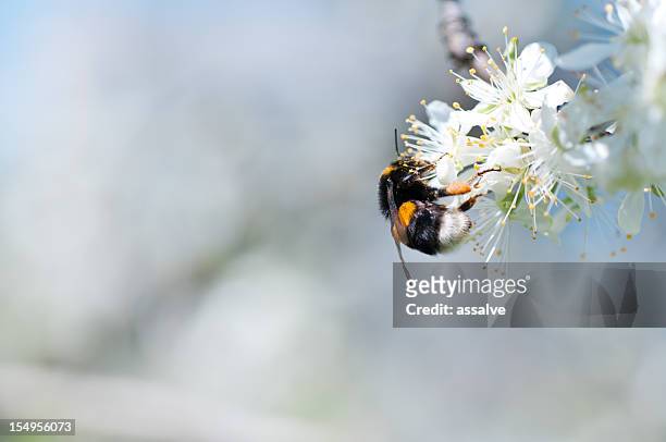 honey bee collecting pollen - apple blossoms bildbanksfoton och bilder