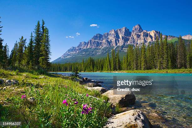 fluss bow river, castle mountain, banff national park, kanada, wildblumen, copyspace - kanada stock-fotos und bilder