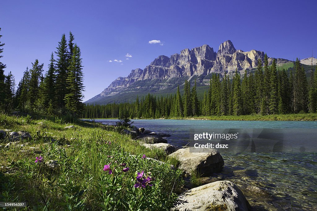 Fiume Bow, Monte Castle, Parco Nazionale di Banff, Canada, fiori selvatici, copyspace