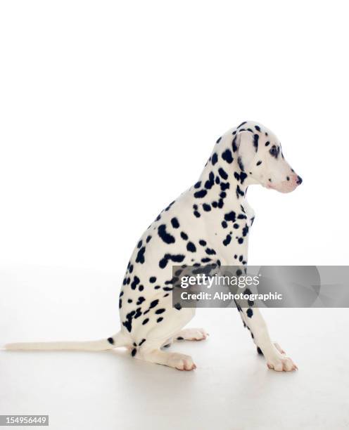 ダルマチア子犬背型のラウンジ - dalmatian ストックフォトと画像