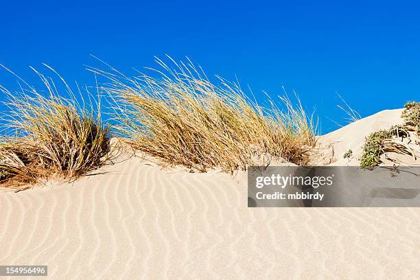 sand dune and grass against blue sky - marram grass stock pictures, royalty-free photos & images