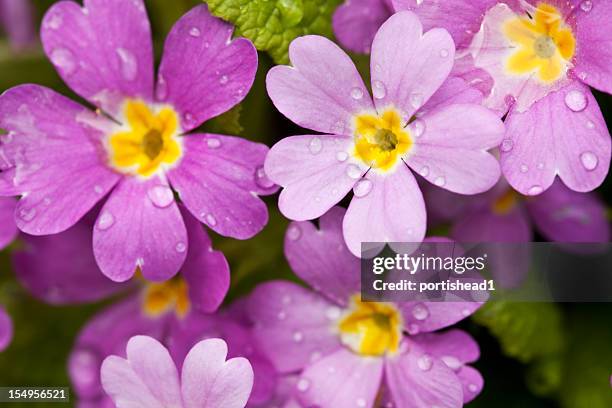 primula con raindrops violeta - primula fotografías e imágenes de stock