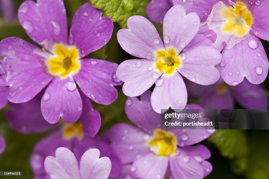 Violet primula with raindrops