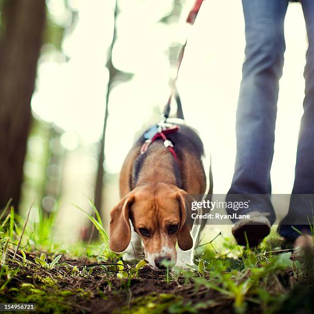 beagle sniffing et la chasse dans le parc - odorat photos et images de collection