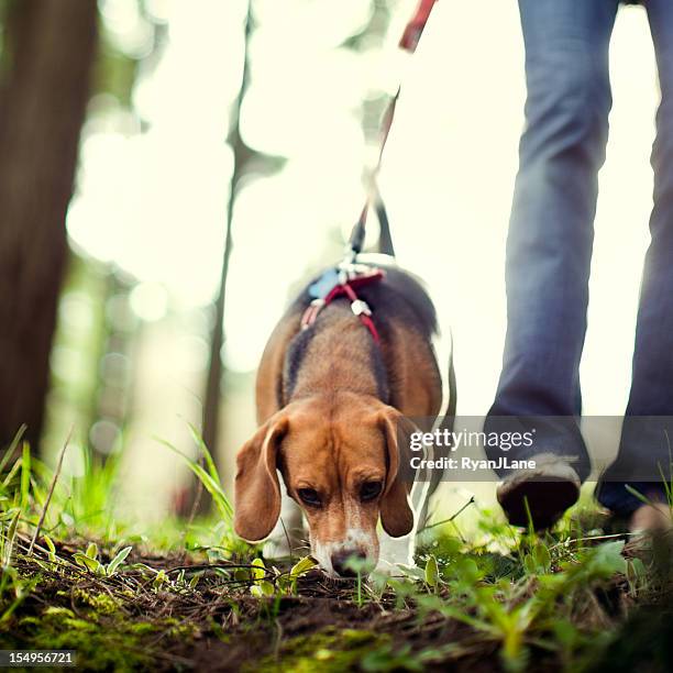 beagle sniffing and hunting in forest park - animal sniffing stockfoto's en -beelden