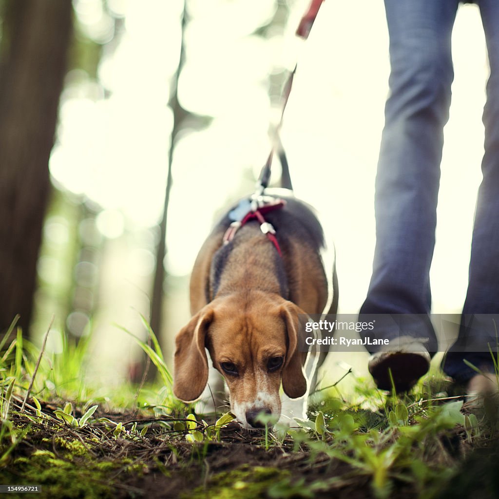 Beagle Sniffing and Hunting in Forest Park