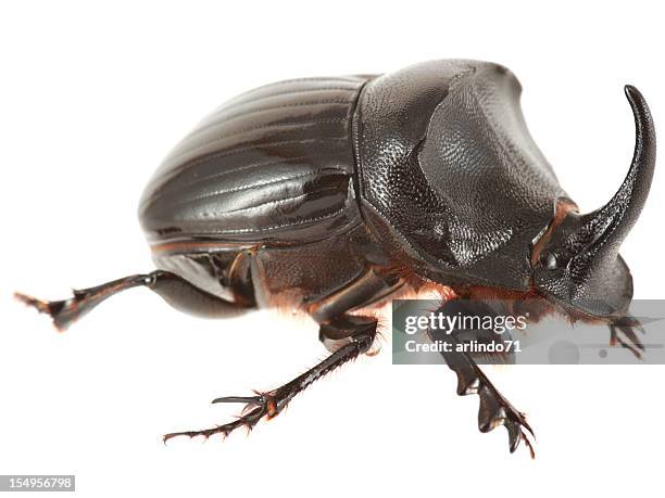 rhinoceros beetle isolated on white - rhino stag beetle stock pictures, royalty-free photos & images