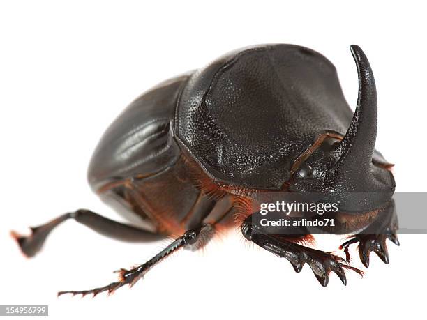 rhinoceros beetle isolated on white - rhino stag beetle stock pictures, royalty-free photos & images