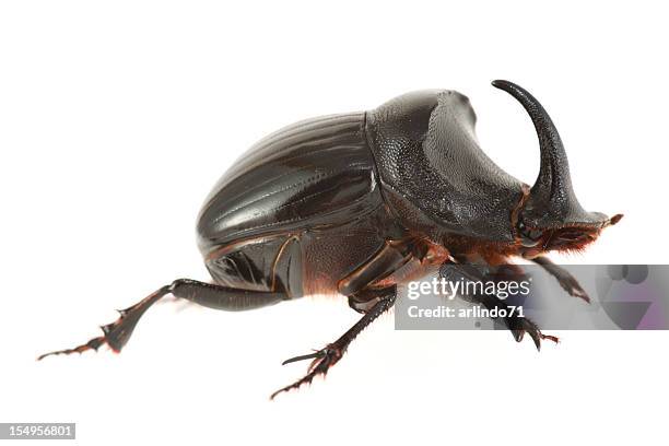 escarabajo rinoceronte aislado en blanco - con cuernos fotografías e imágenes de stock