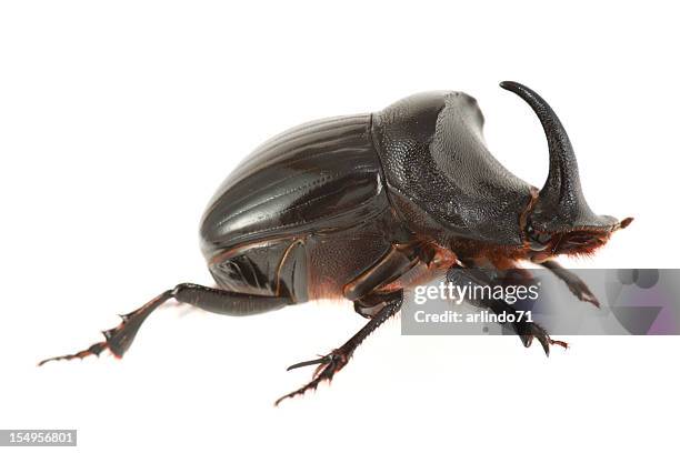 rhinoceros beetle isolated on white - horned stockfoto's en -beelden