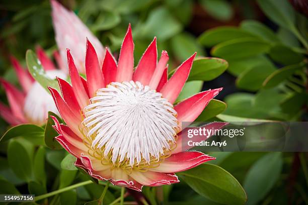 little prince (protea cynaroides) in a garden - protea bildbanksfoton och bilder