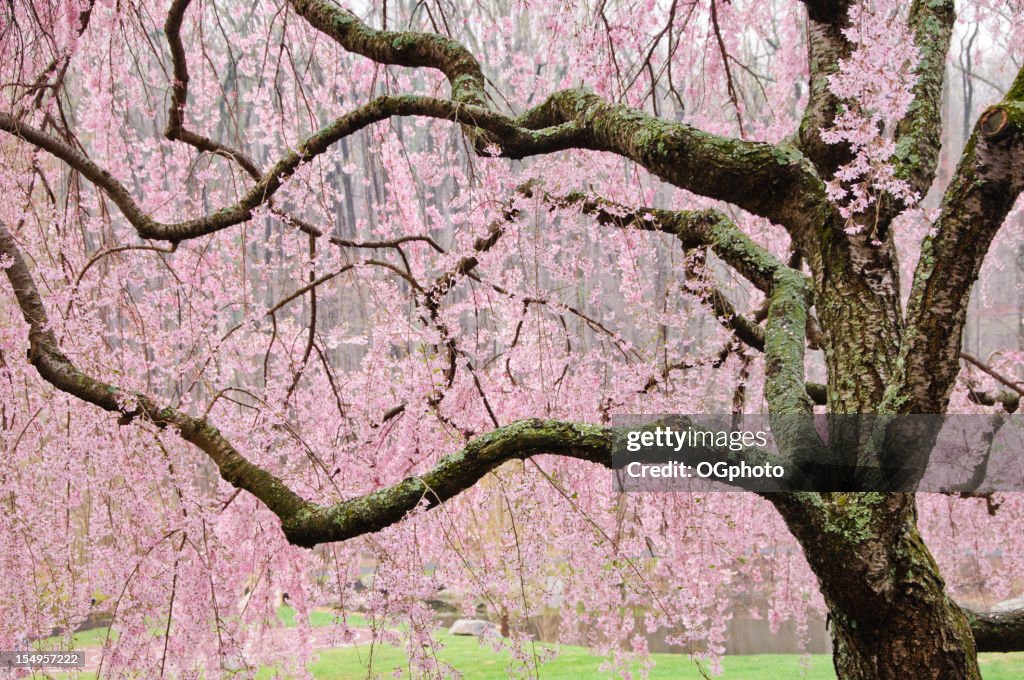 Zweige cherry tree