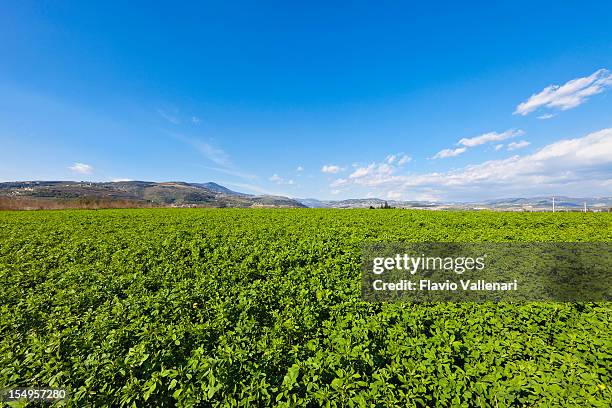 alfalfa-feld, valpolicella - alfalfa field stock-fotos und bilder