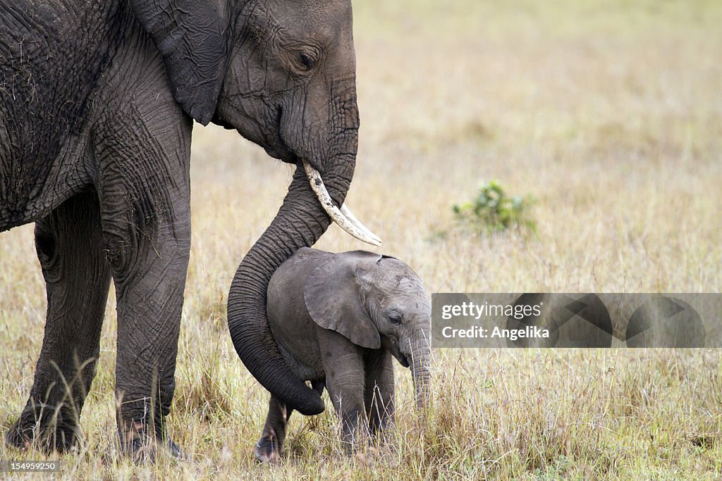 Elephant with baby, Masai Mara, Kenya