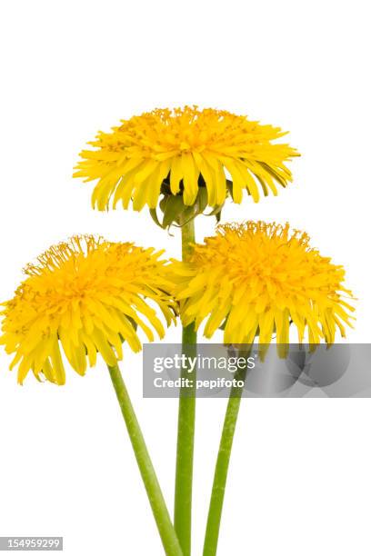 dandelions - dandelion isolated stock pictures, royalty-free photos & images