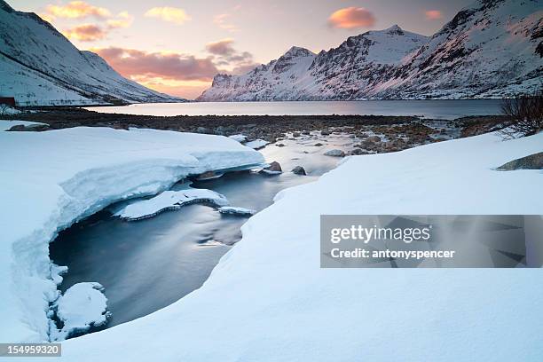 arctic silvestre - laponia sueca fotografías e imágenes de stock