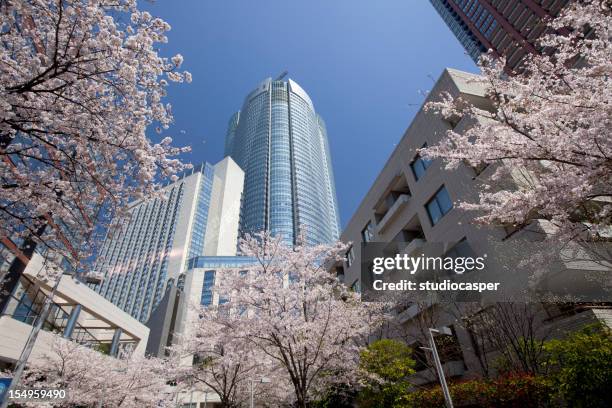 桜（cherry blossom - roppongi ストックフォトと画像