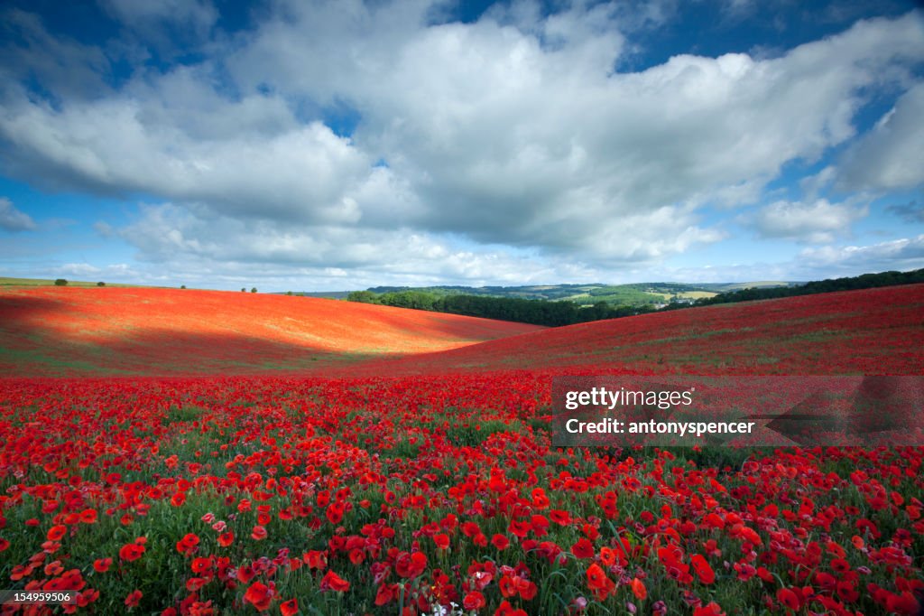 Sommer poppyfield
