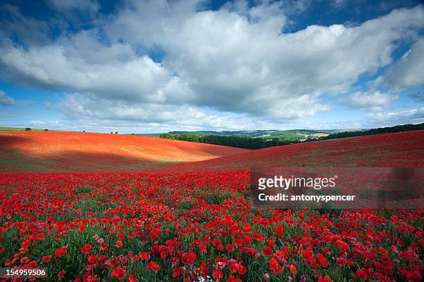 summer poppyfield - wiltshire stock pictures, royalty-free photos & images