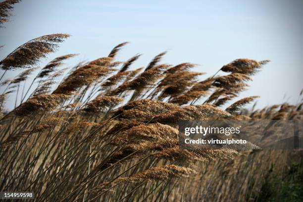 Wind Through Reeds 2,983 Reeds Wind Stock Photos, High-Res Pictures, and Images - Getty Images