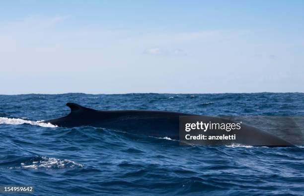 Moch Rorqual 325 Rorqual Commun Stock Photos, High-Res Pictures, and Images - Getty ...