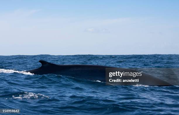 fin whale - fin whale stock pictures, royalty-free photos & images