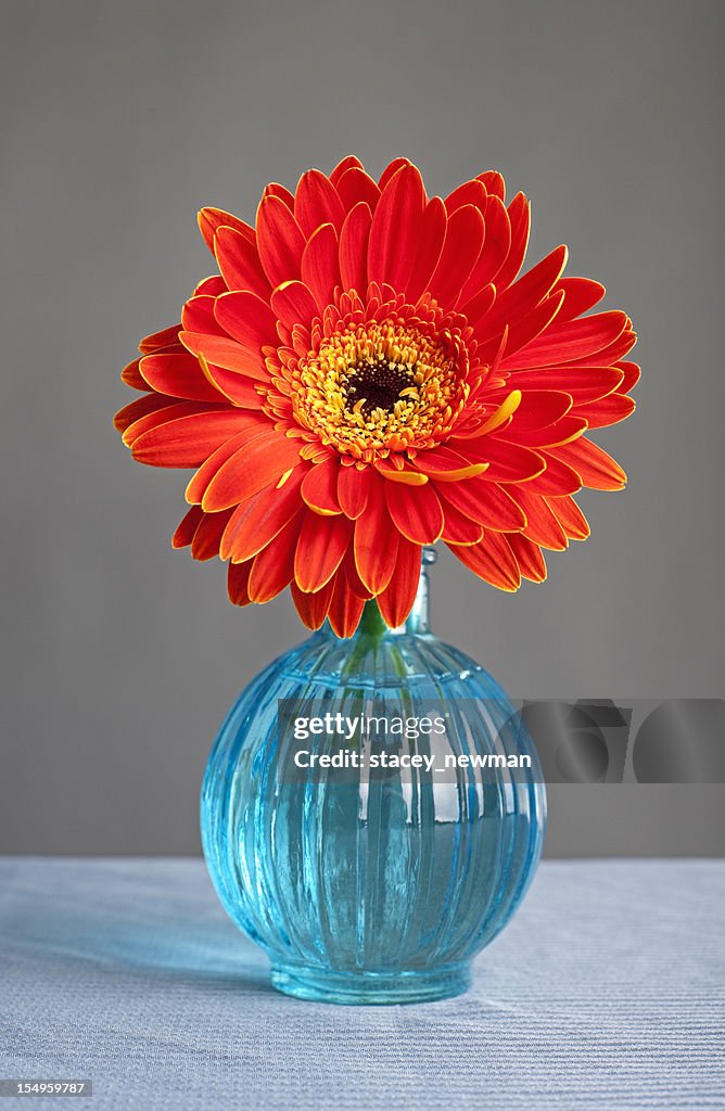 Gerbera Daisy in Bloom