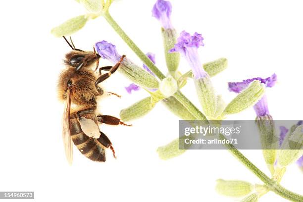 a bee perches on a flower on a stalk of lavender  - bee on flower white background stock pictures, royalty-free photos & images