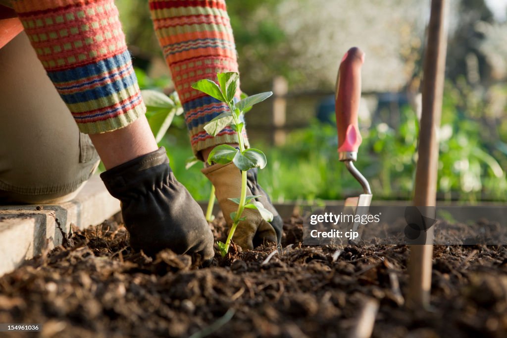 Gardener Planting On Broad Bean Plants
