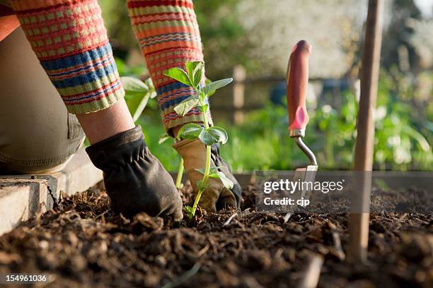 gardener planting on broad bean plants - community gardening stock pictures, royalty-free photos & images