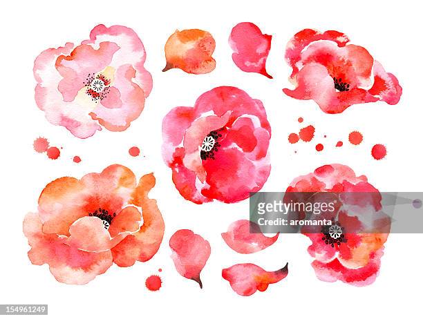beautiful watercolor poppies - flower ink stock illustrations