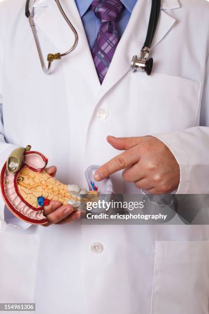 human pancreas - human bladder stock pictures, royalty-free photos & images
